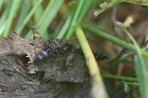 Ontholestes murinus